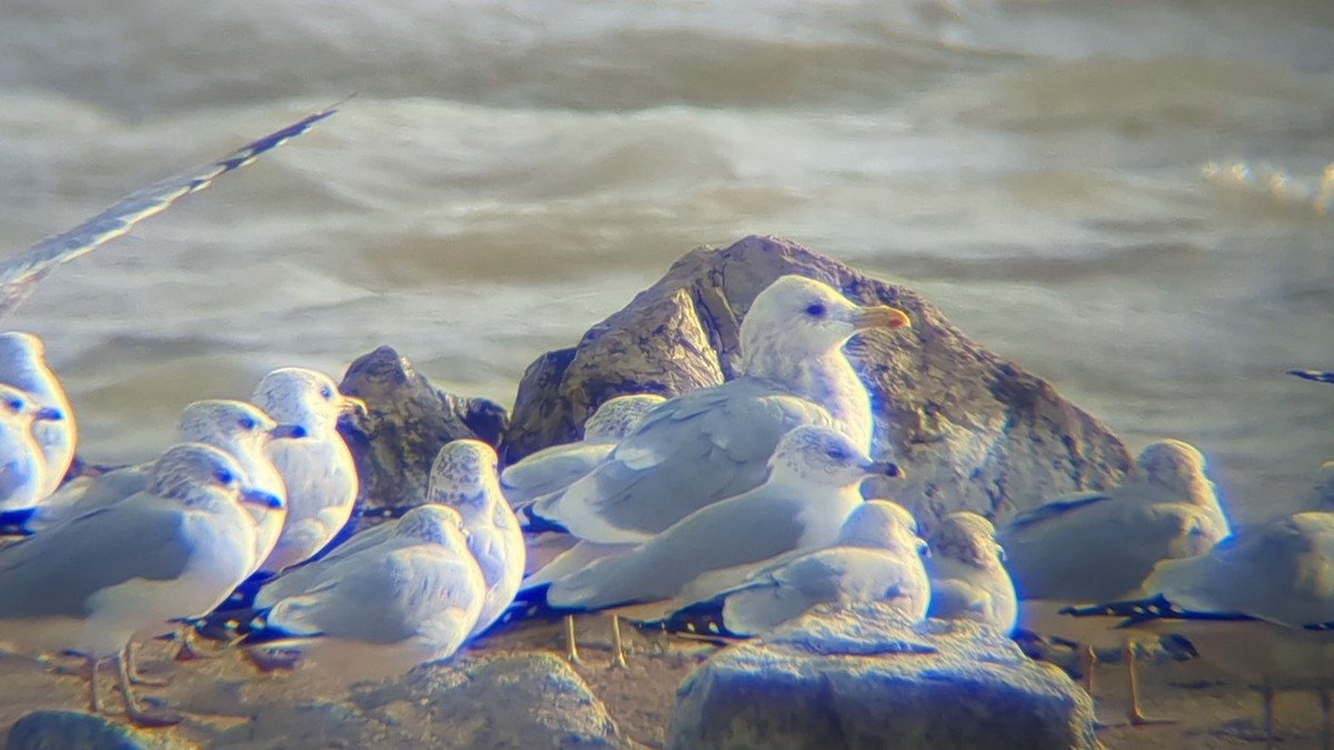 Gaviota Groenlandesa (thayeri) - ML612098121