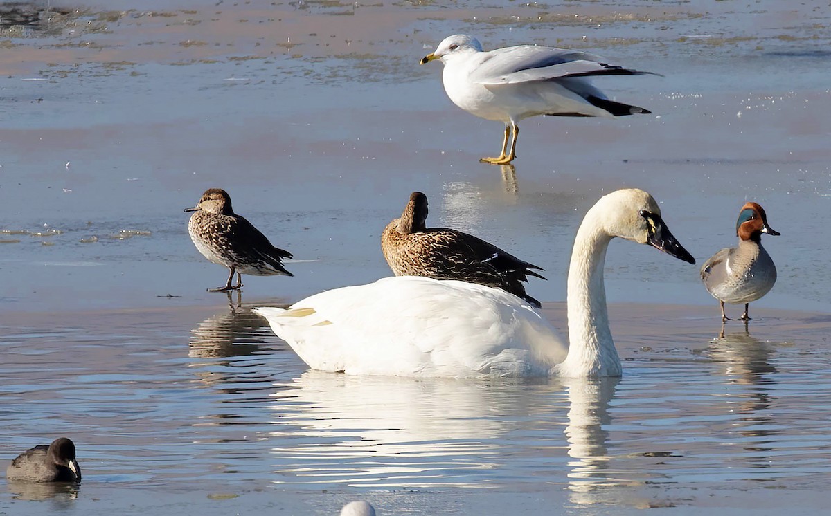 Tundra Swan - ML612098152