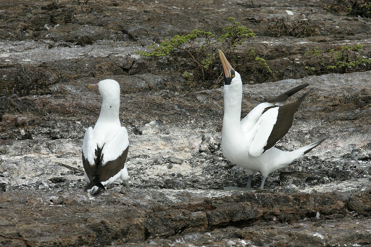 Nazca Booby - ML612098162