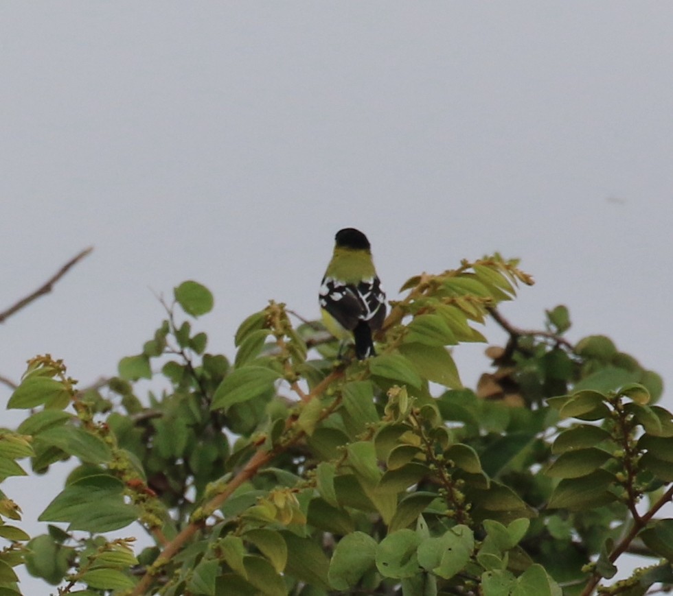 White-tailed Iora - ML612098249