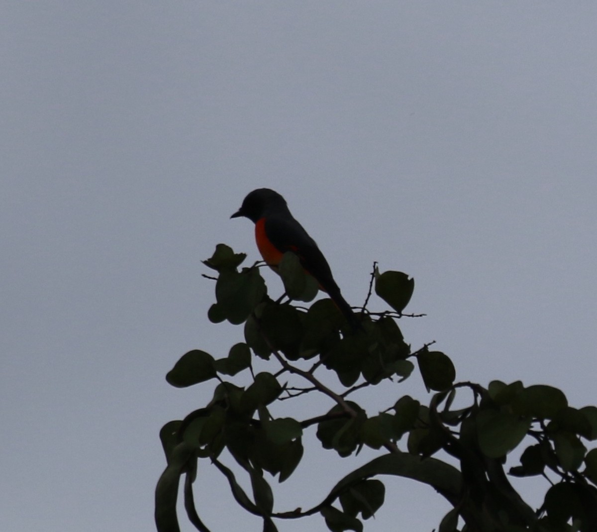 Small Minivet - ML612098322