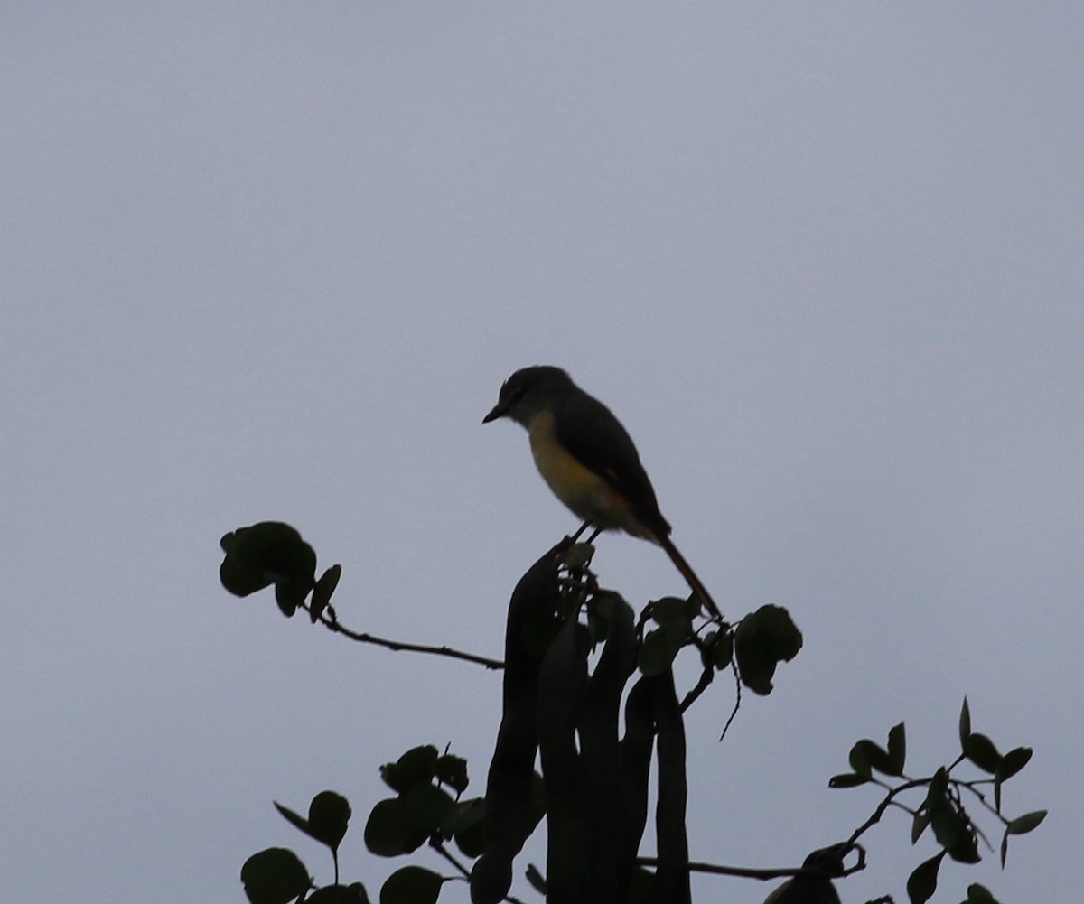 Small Minivet - ML612098344
