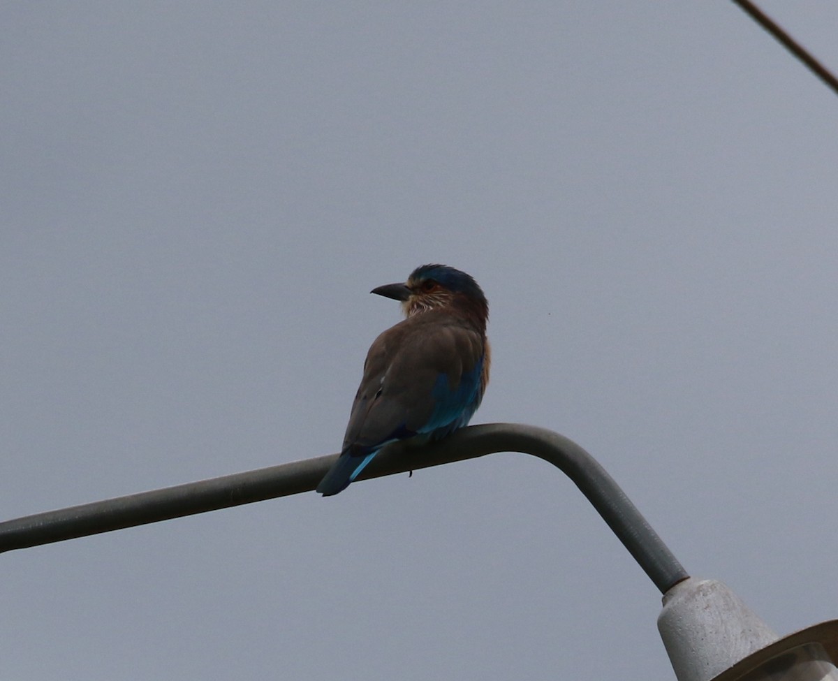 Indian Roller - ML612098372
