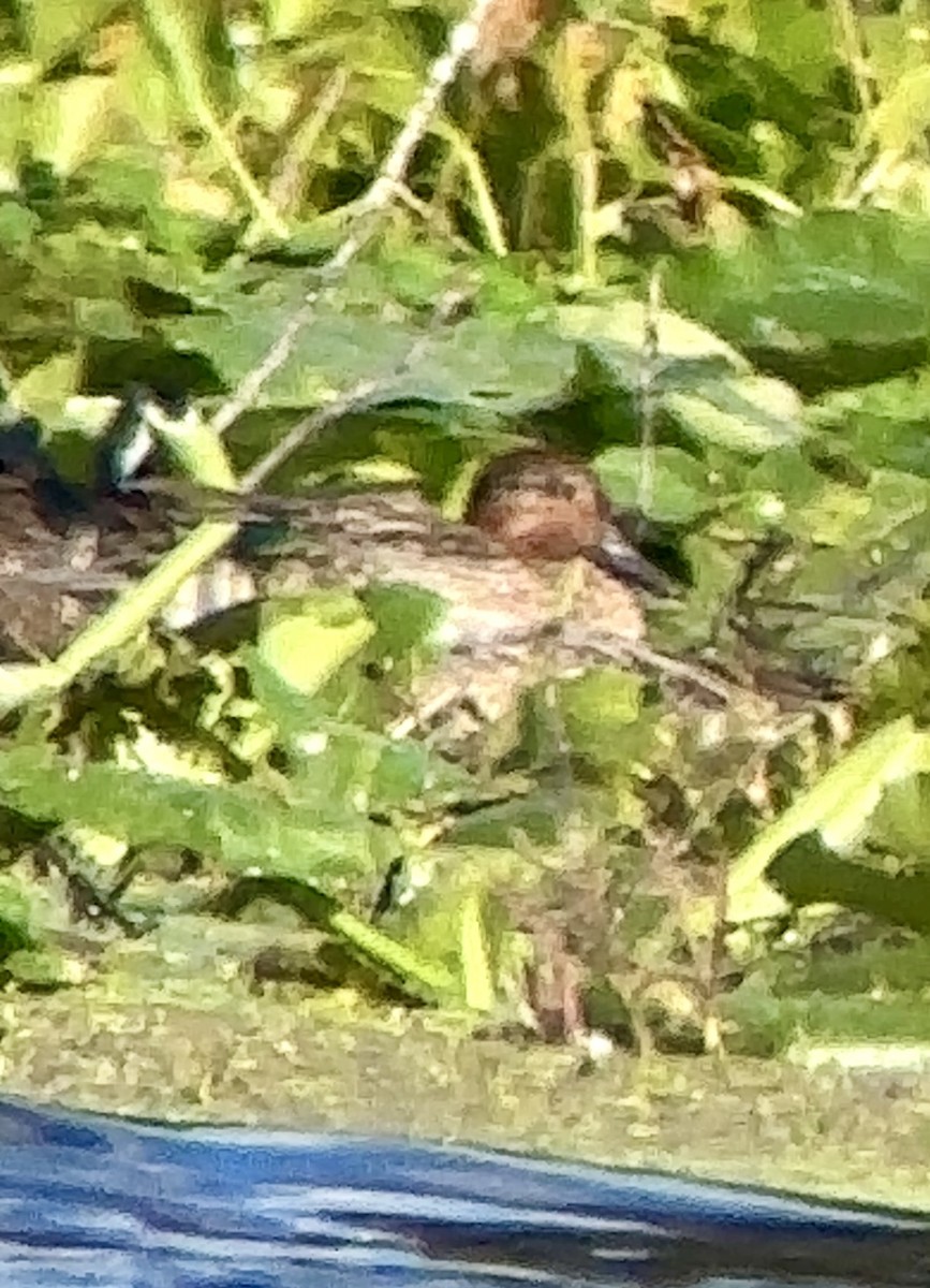Green-winged Teal - Soule Mary
