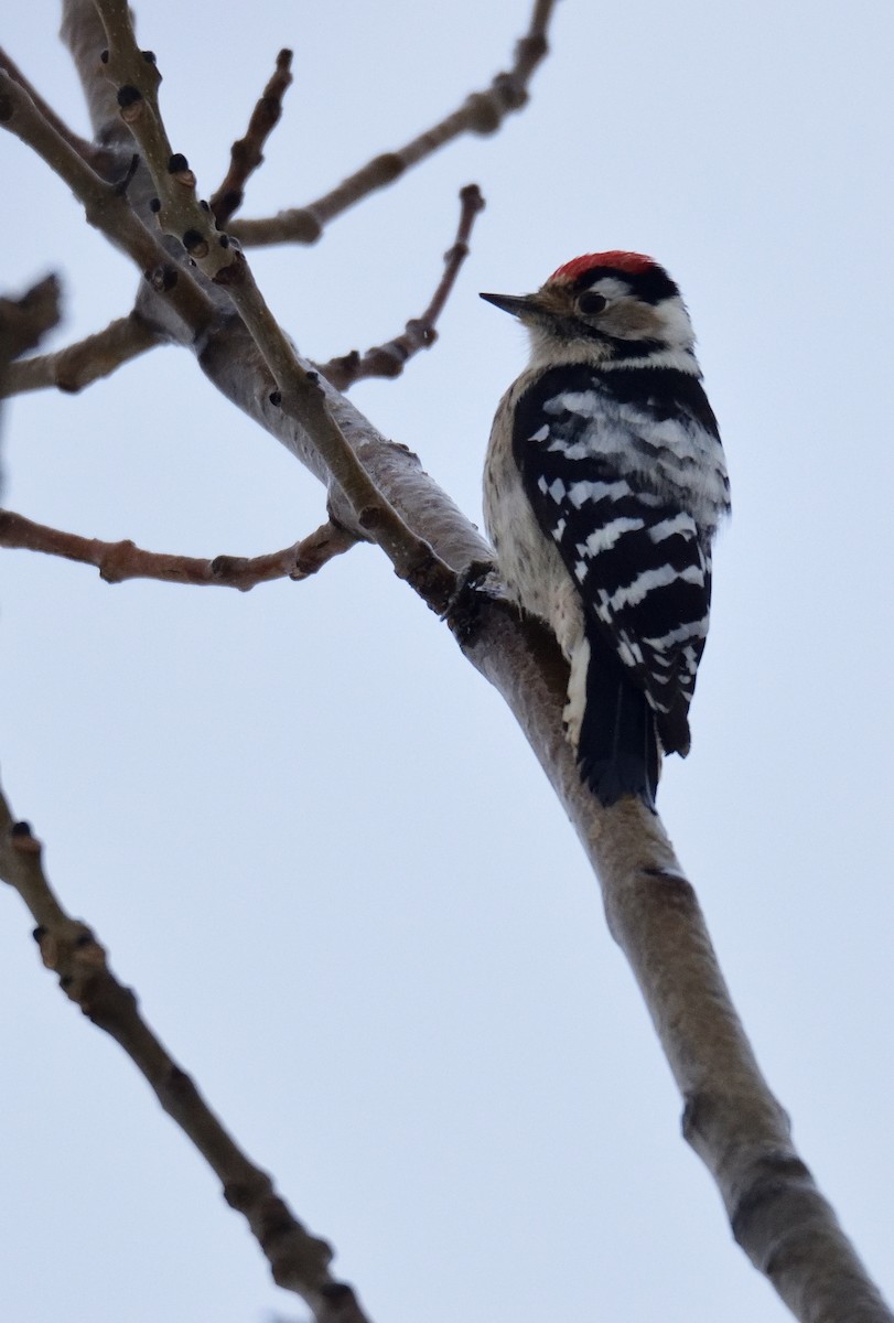 Lesser Spotted Woodpecker - ML612098477