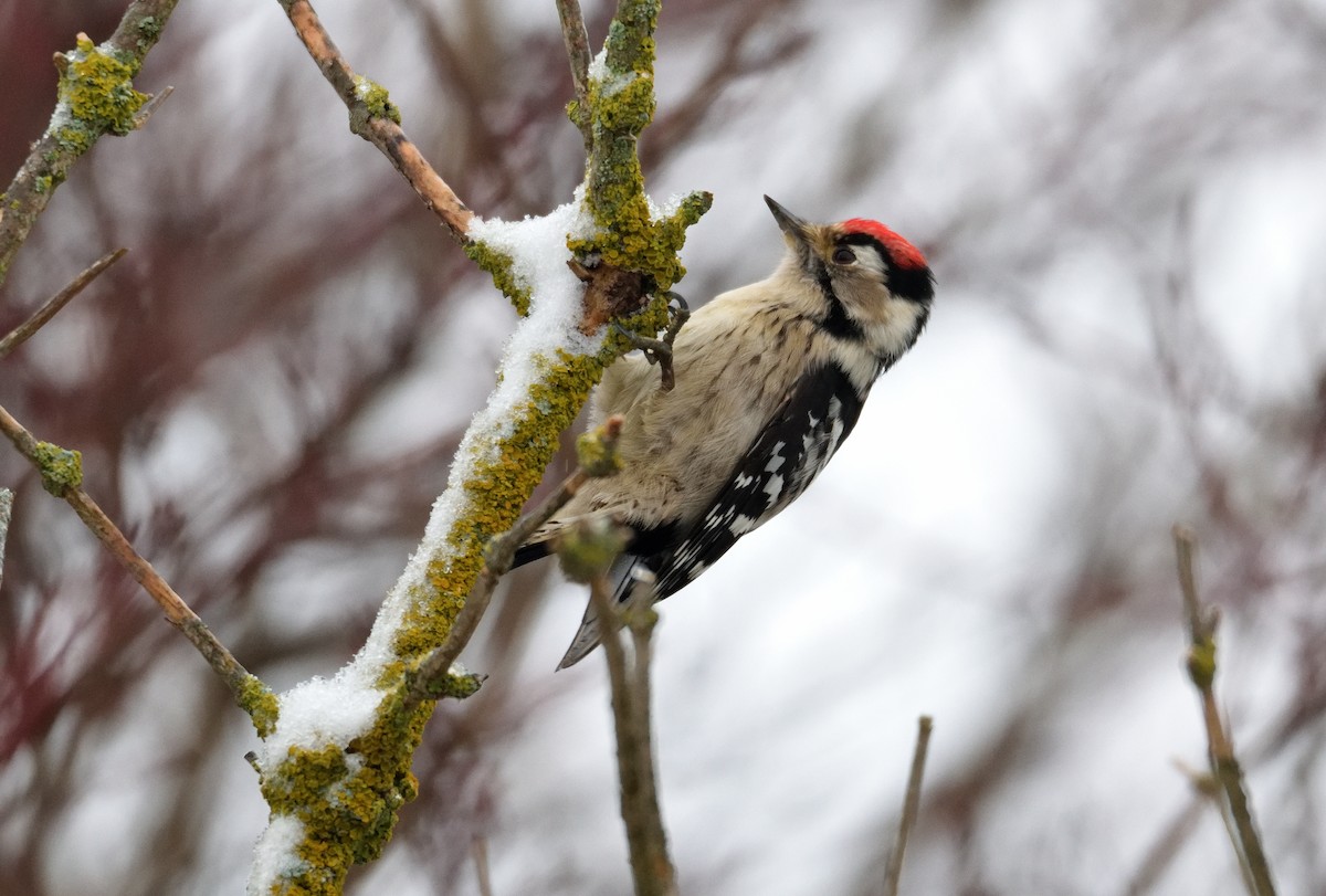 Lesser Spotted Woodpecker - ML612098478