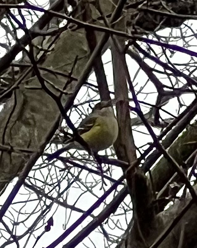 White-eyed Vireo - ML612098526