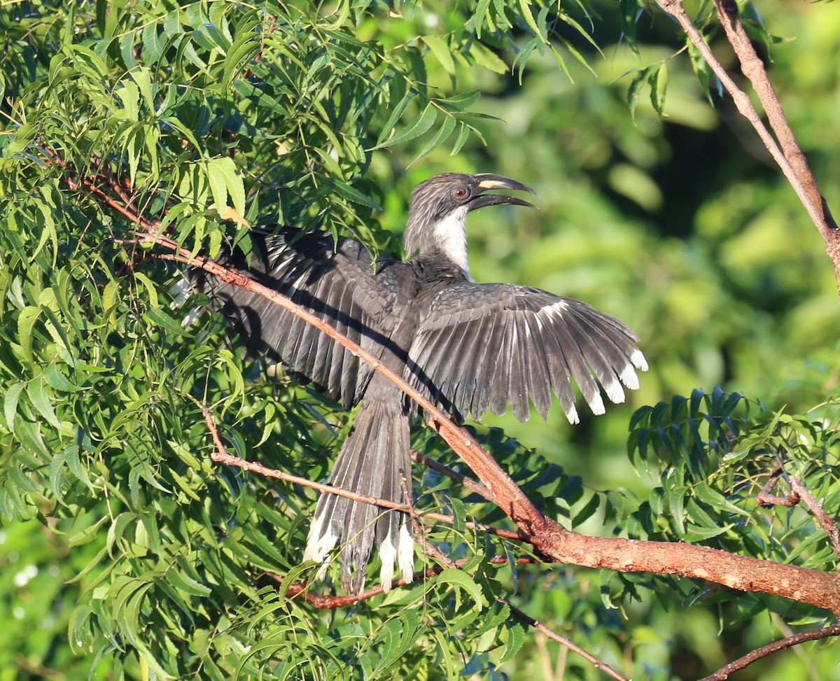 Sri Lanka Gray Hornbill - ML612098548
