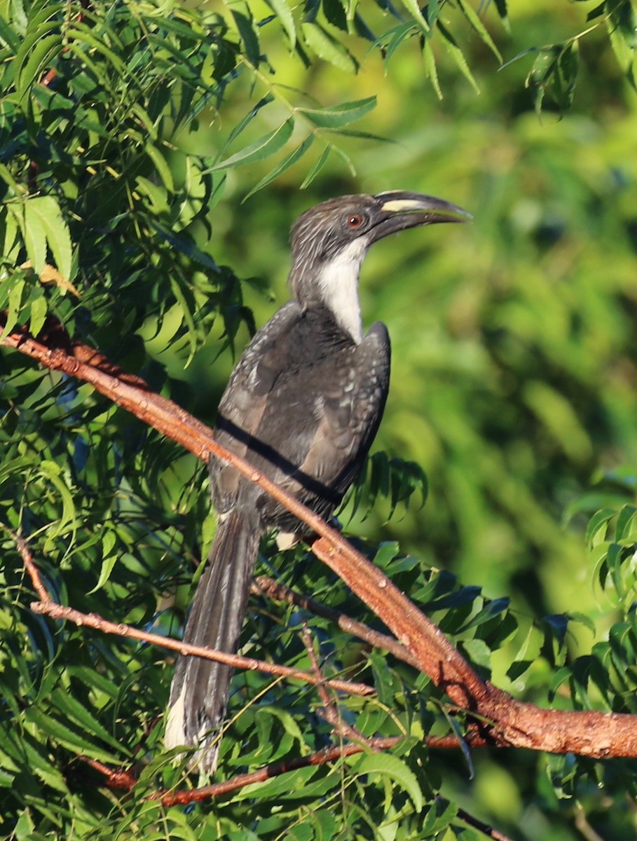 Sri Lanka Gray Hornbill - ML612098560