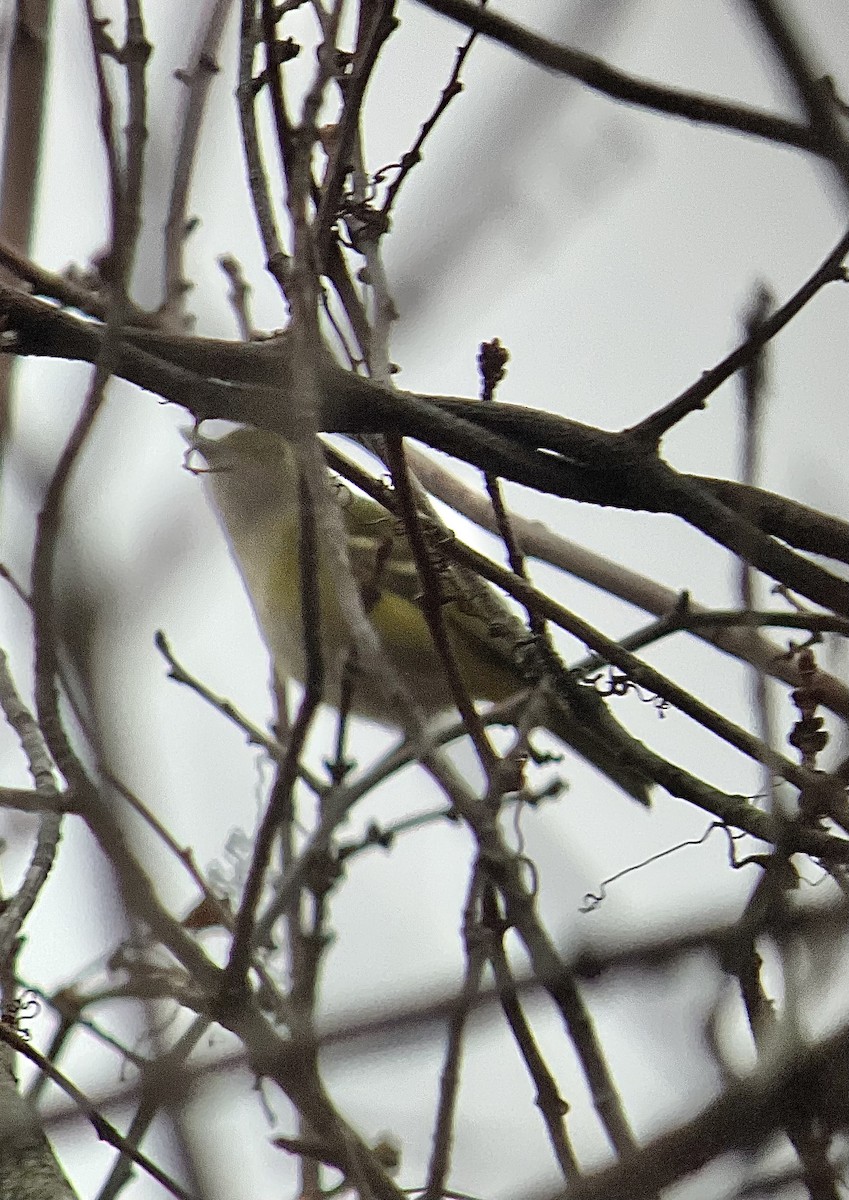 Vireo Ojiblanco - ML612098571