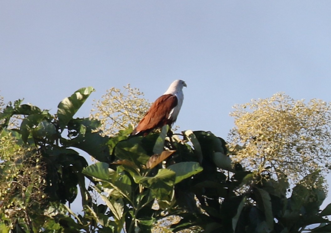 Brahminy Kite - ML612098575