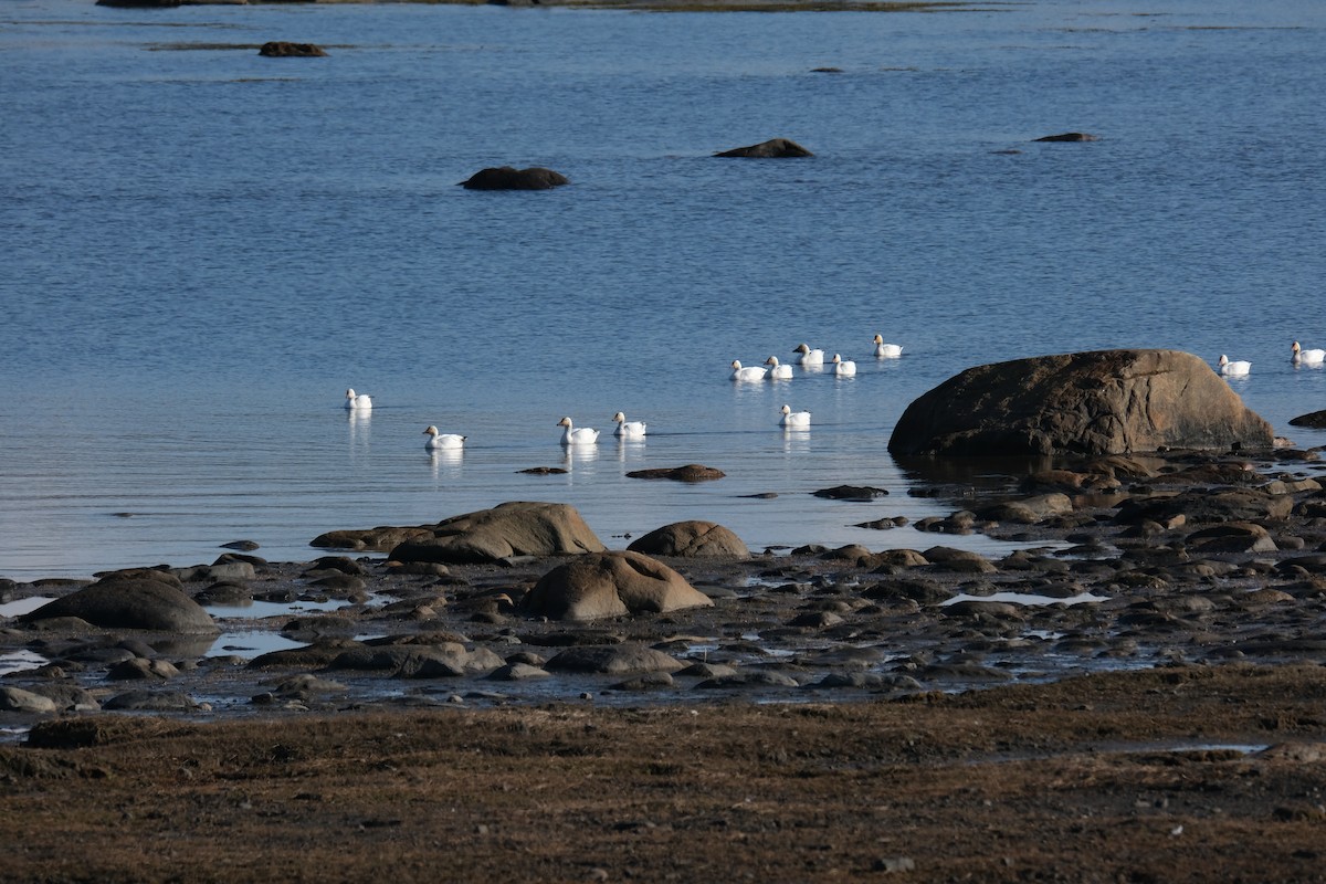 Snow Goose - ML612098598