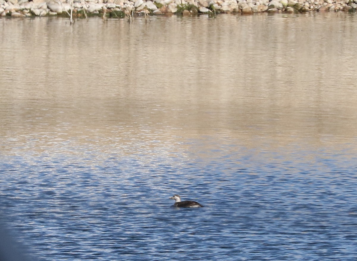 Long-tailed Duck - Mark Chavez