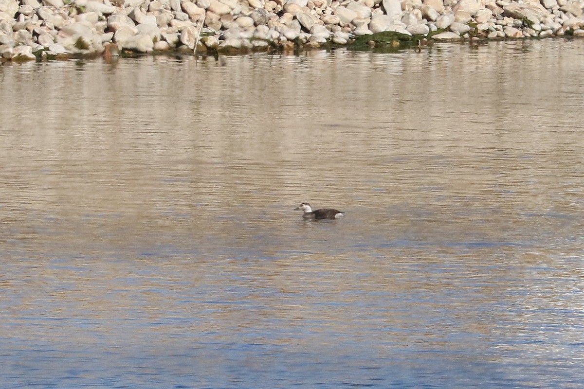 Long-tailed Duck - Mark Chavez