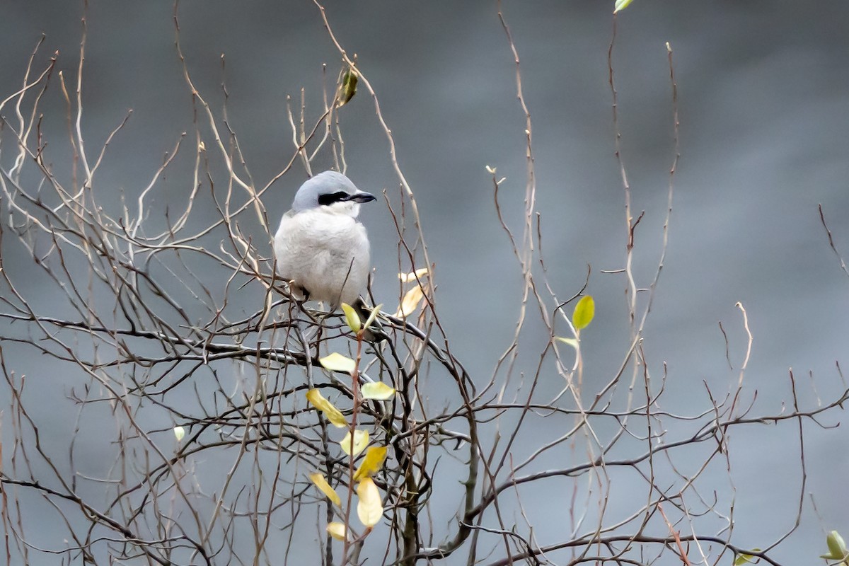 Northern Shrike - ML612098736