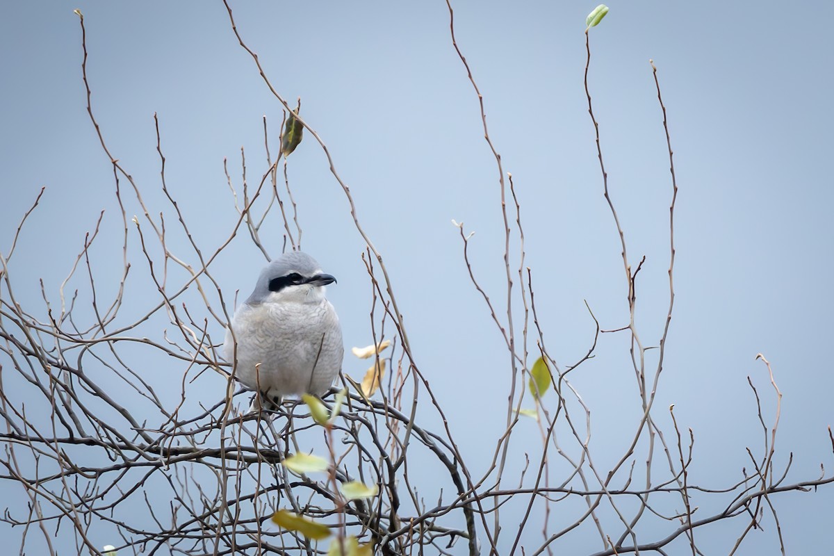 Northern Shrike - Renee Sparks