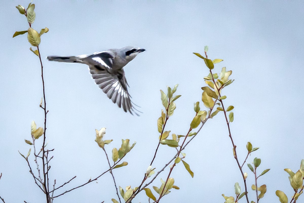 Northern Shrike - ML612098738