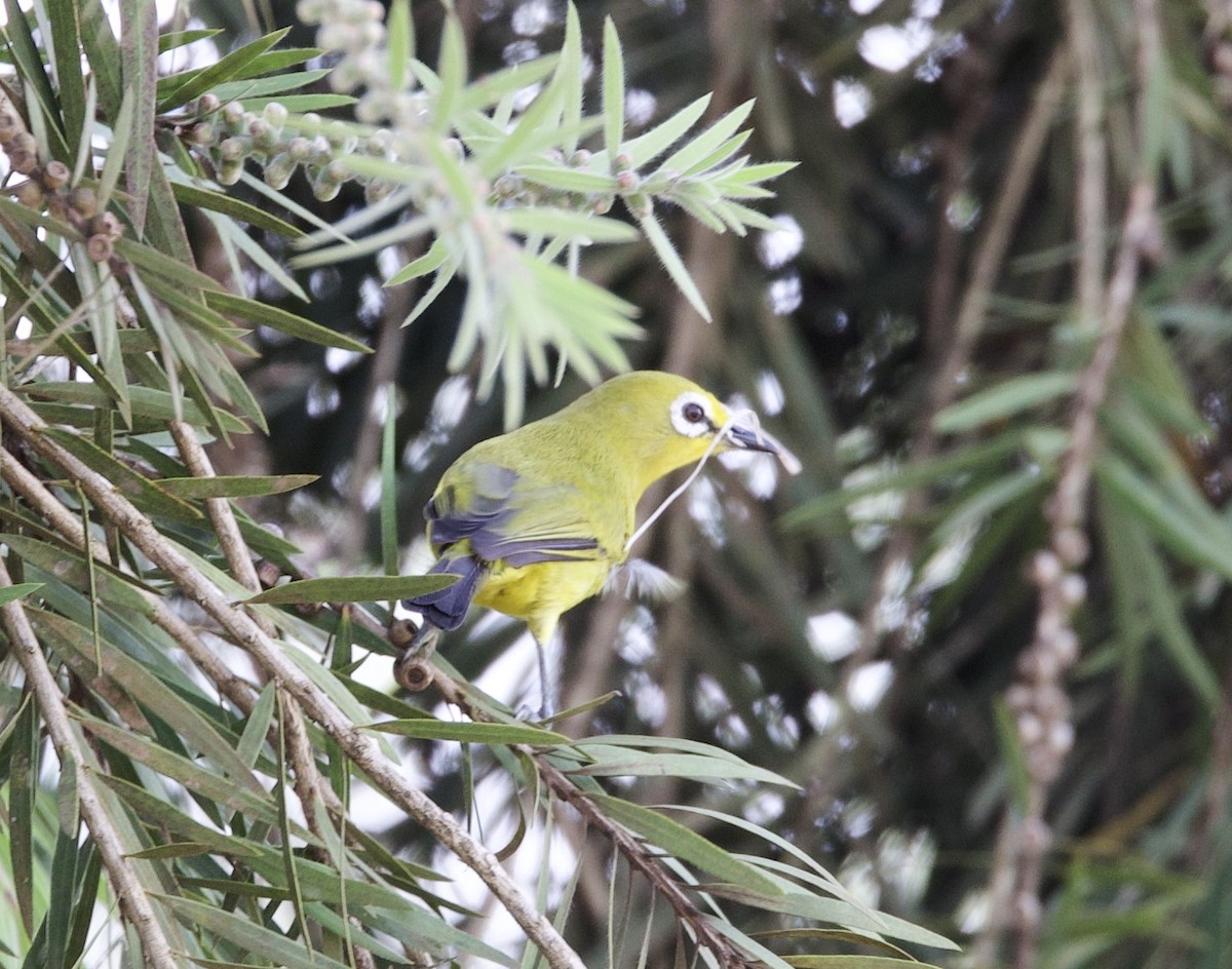 Green White-eye - ML612098824