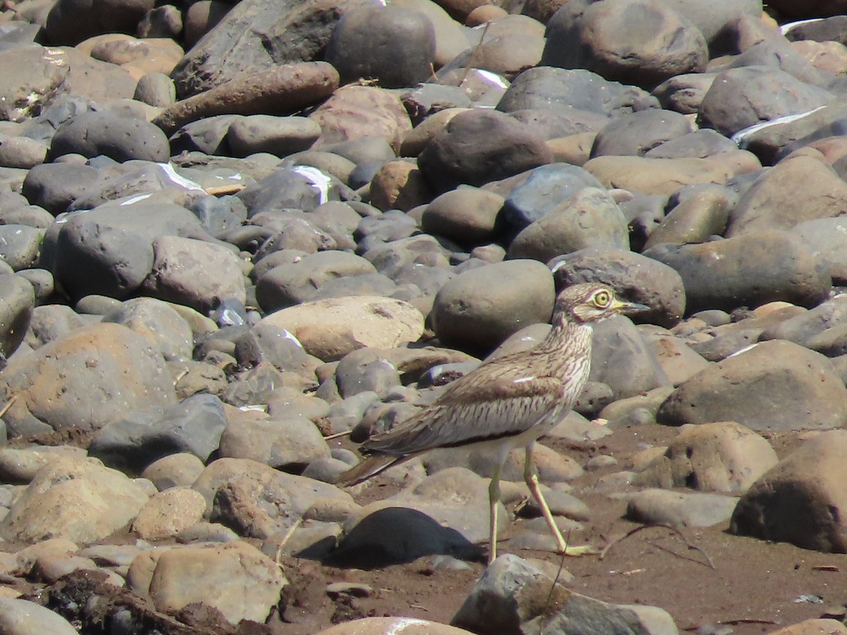 Senegal Thick-knee - ML612098877