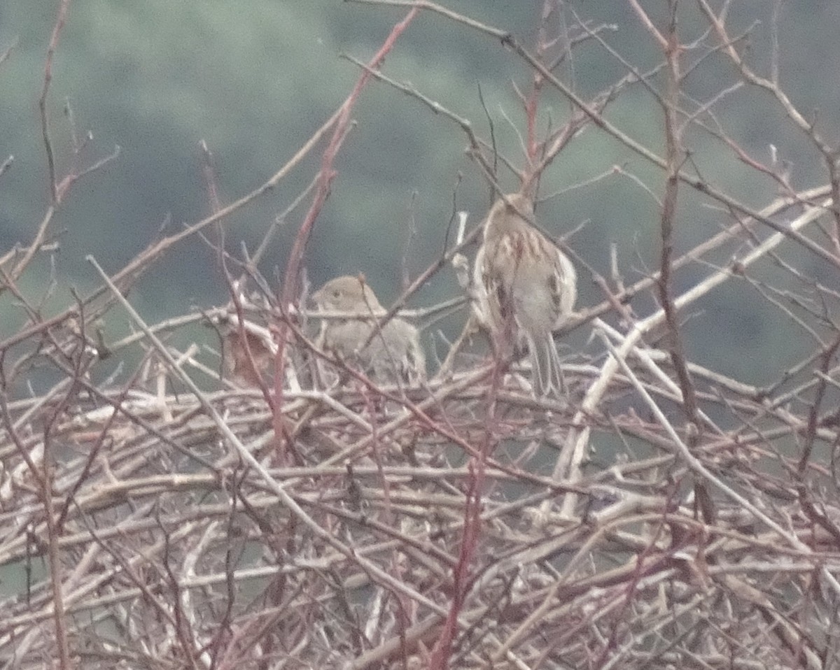 Field Sparrow - EM Ganin