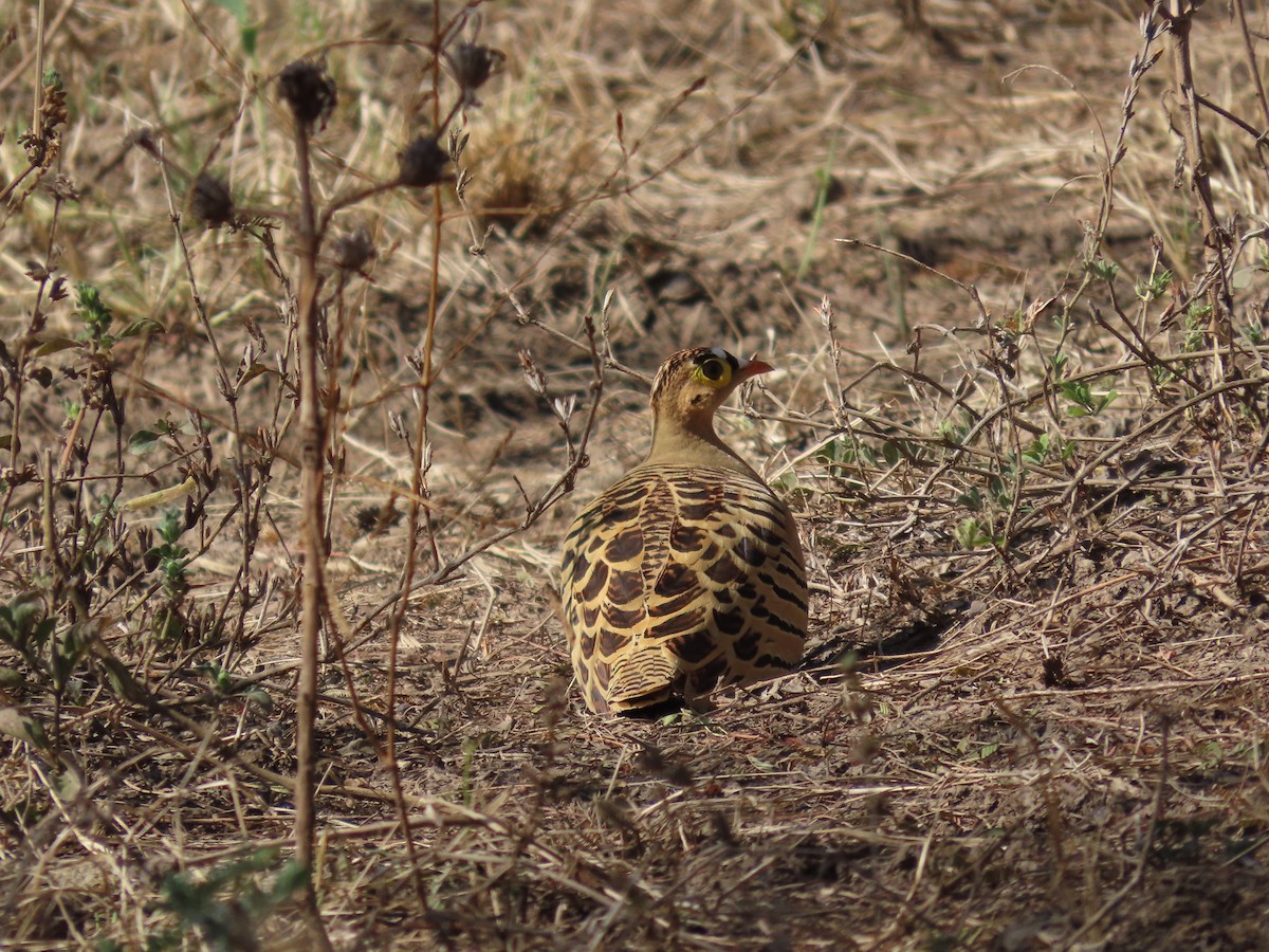 Four-banded Sandgrouse - ML612098979