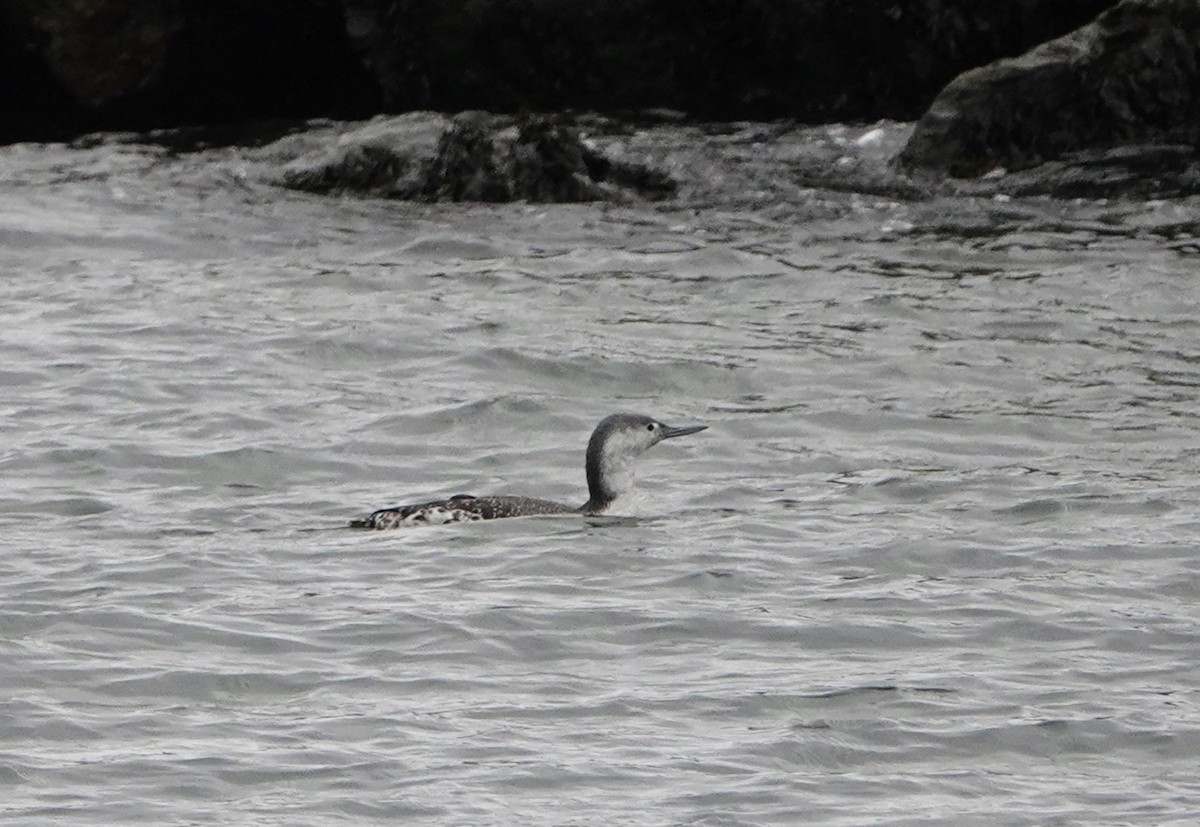 Red-throated Loon - ML612098986