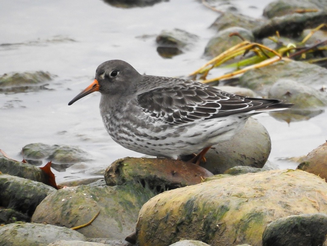 Purple Sandpiper - ML612098996