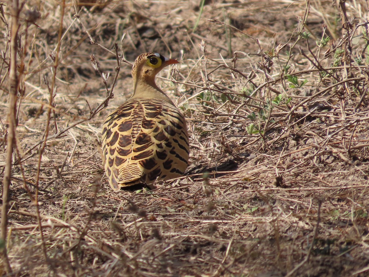 Four-banded Sandgrouse - ML612098999