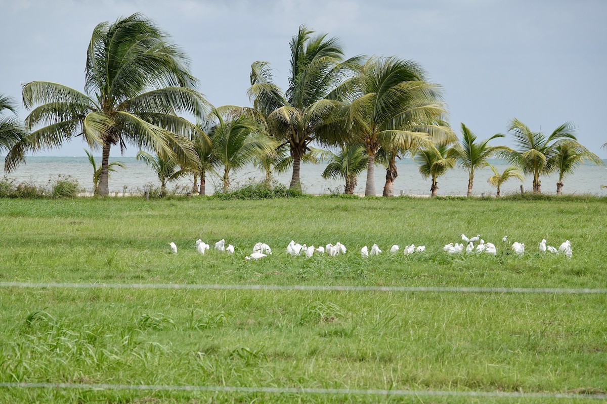 Western Cattle Egret - Michel Robert