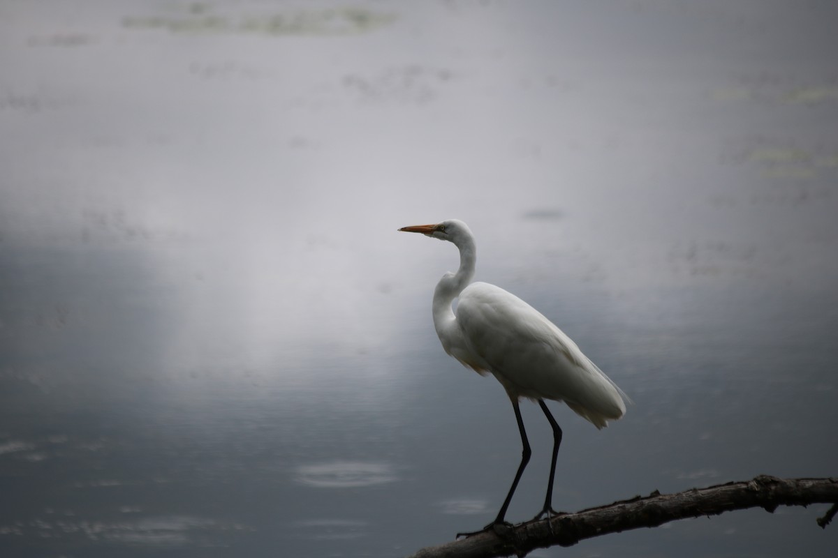 Great Egret - ML612099091