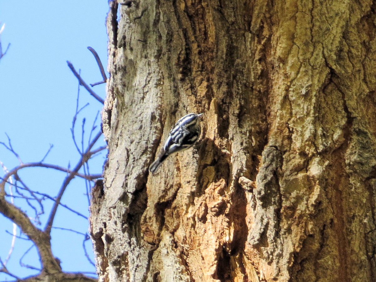 Black-and-white Warbler - ML612099262