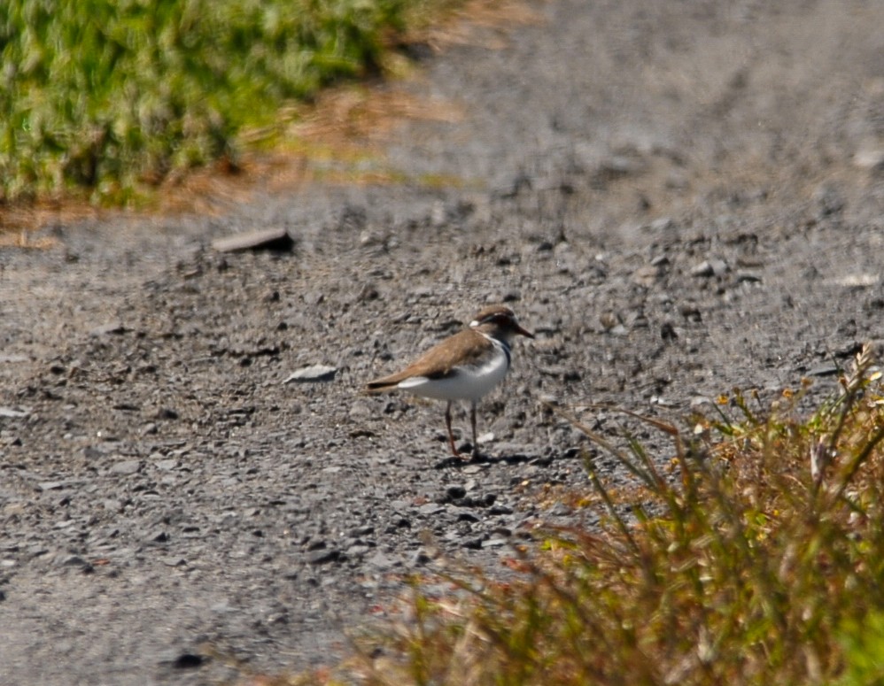 Three-banded Plover - ML612099303