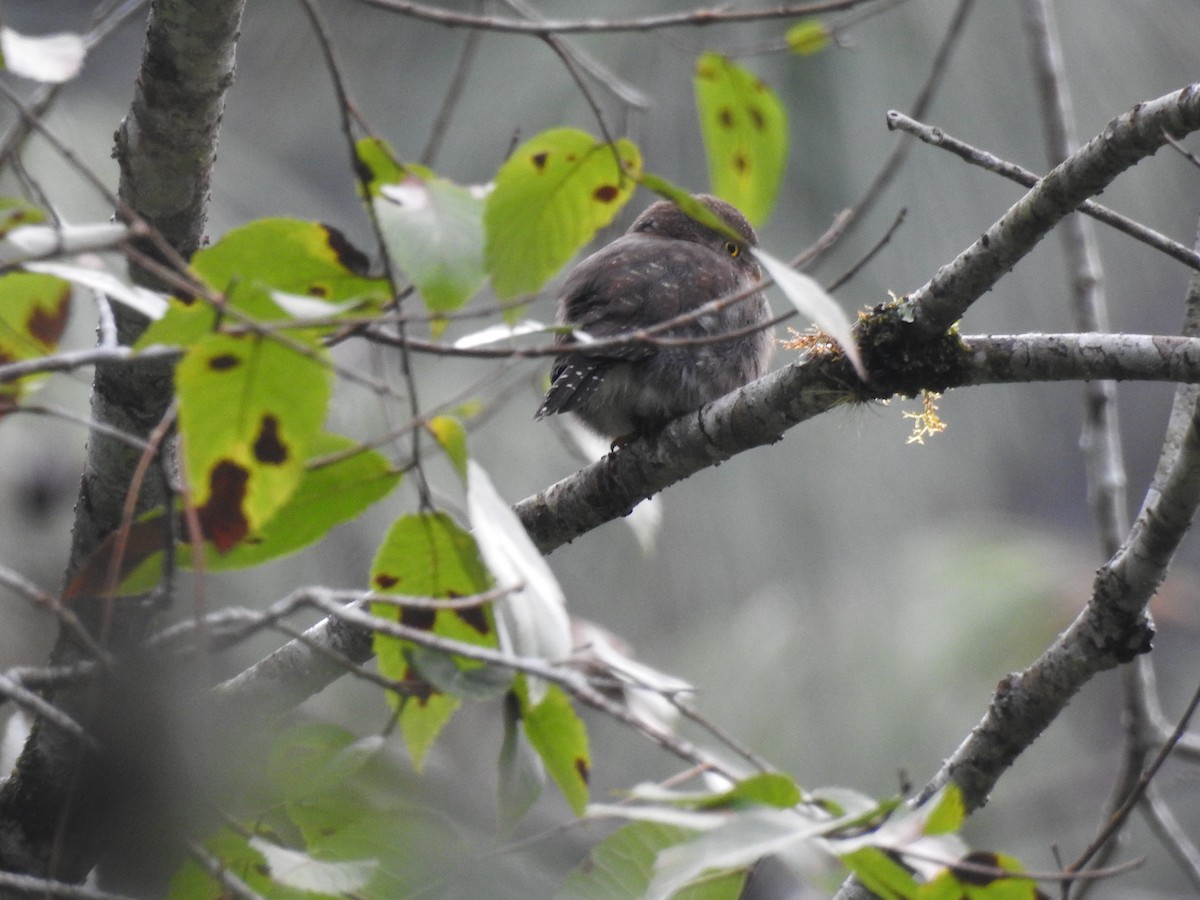Northern Pygmy-Owl (Guatemalan) - ML612099429