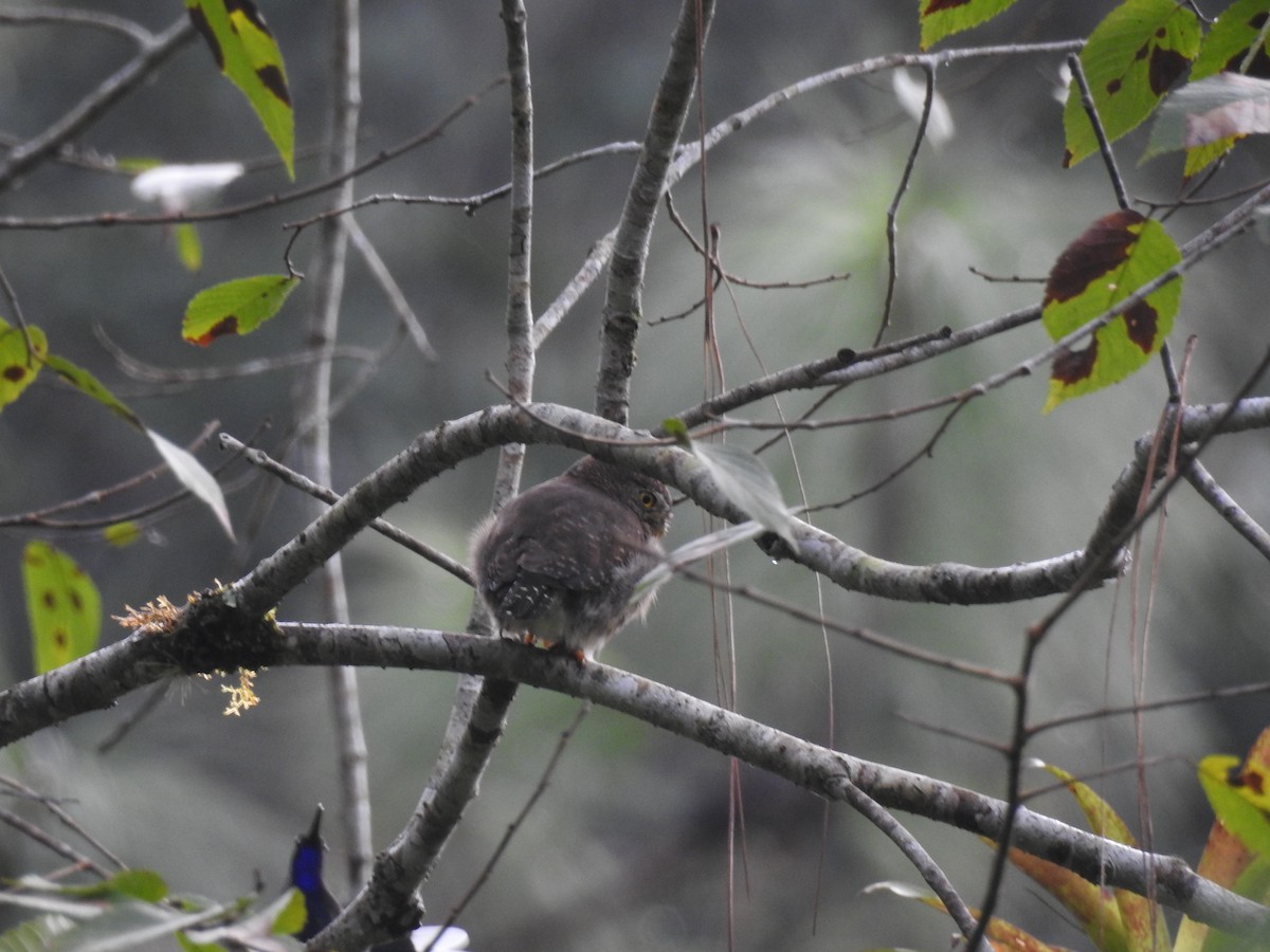 Northern Pygmy-Owl (Guatemalan) - ML612099430