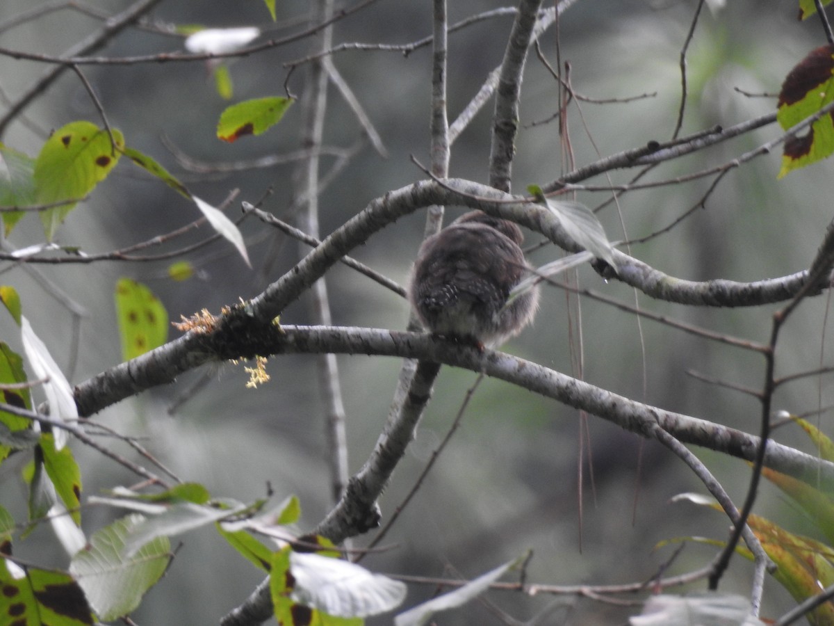 Northern Pygmy-Owl (Guatemalan) - ML612099431