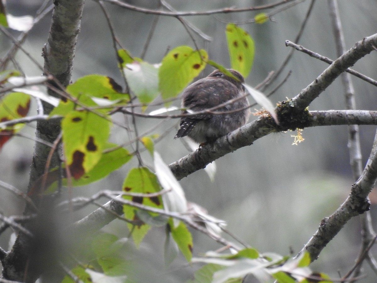 Northern Pygmy-Owl (Guatemalan) - ML612099432