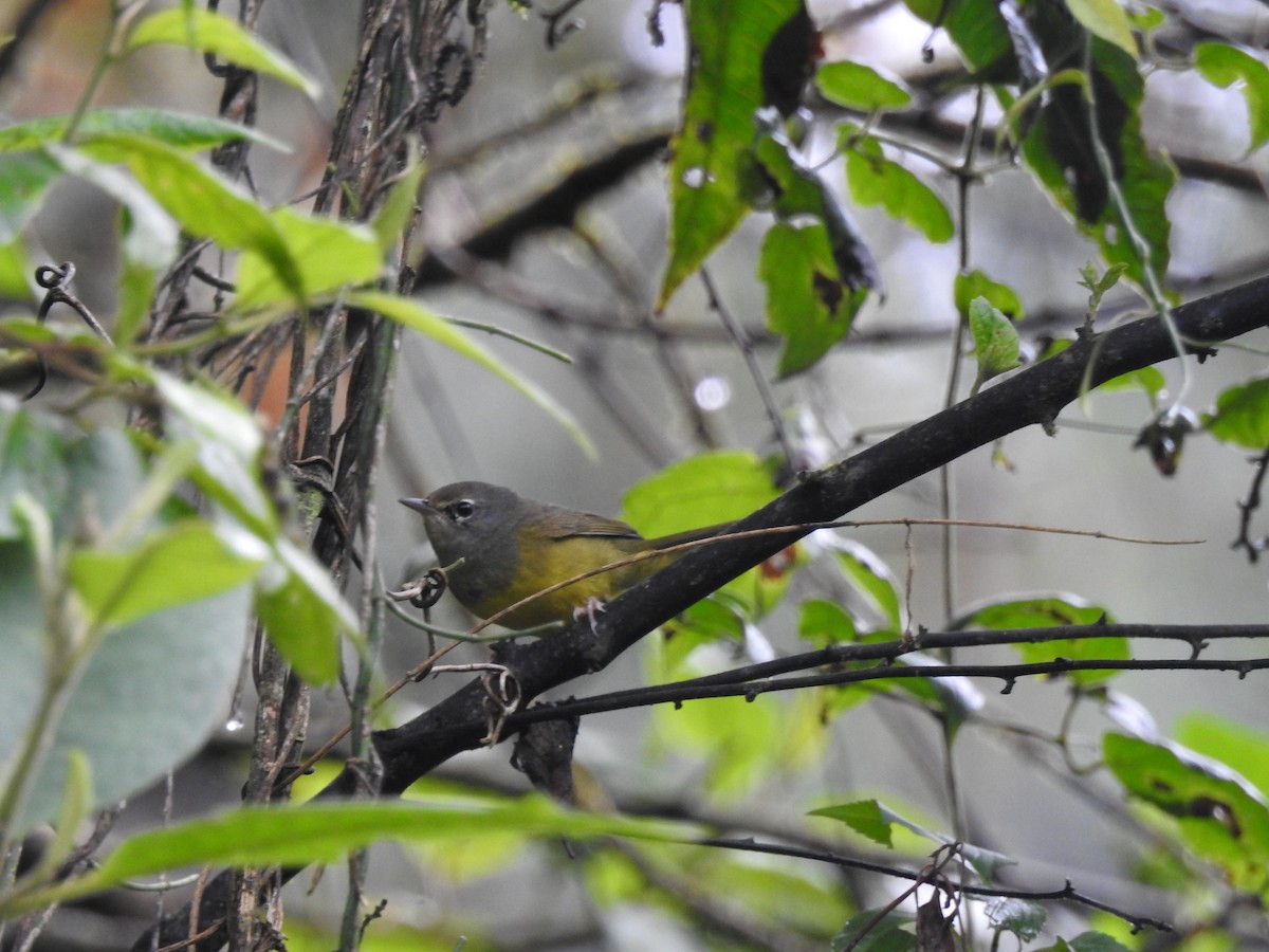 MacGillivray's Warbler - ML612099465