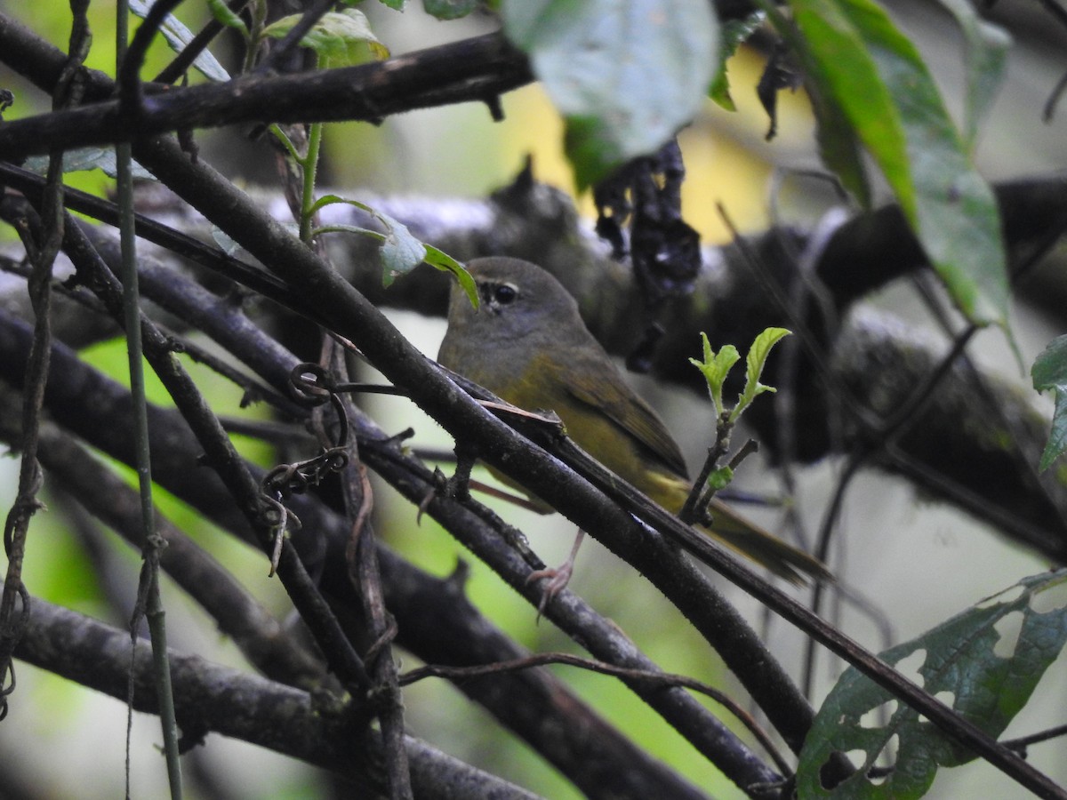 MacGillivray's Warbler - ML612099466