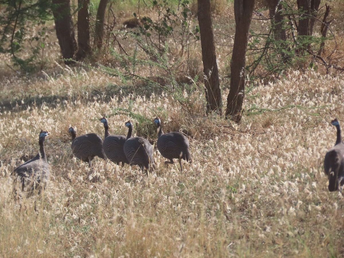 Helmeted Guineafowl (Helmeted) - ML612099513