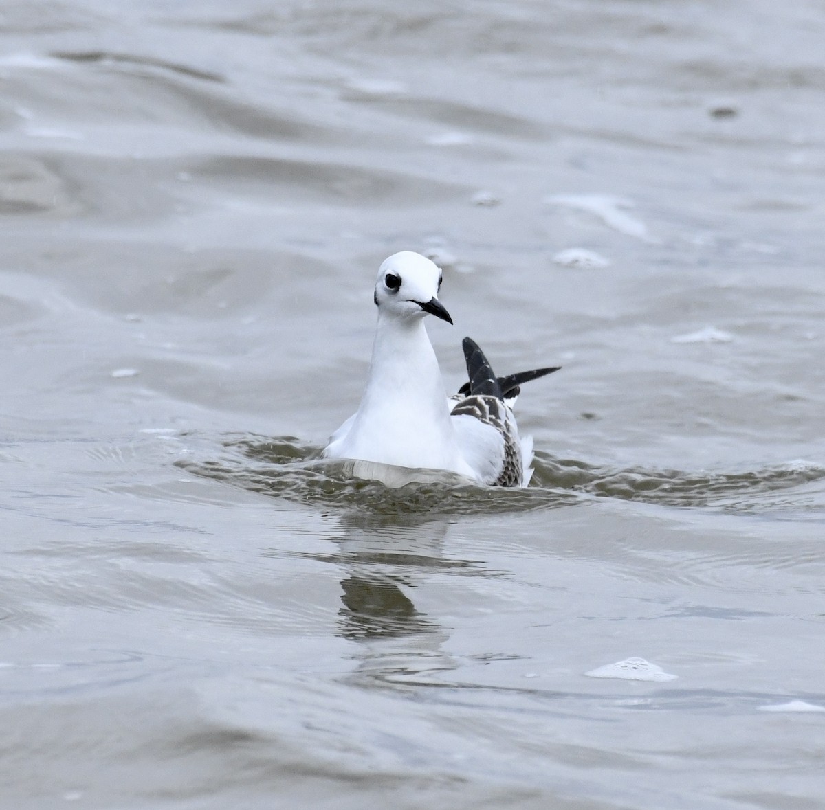 Bonaparte's Gull - Greg Hudson