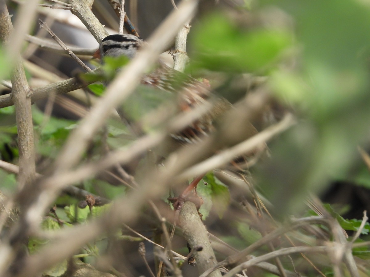 White-crowned Sparrow - Mark Penkower