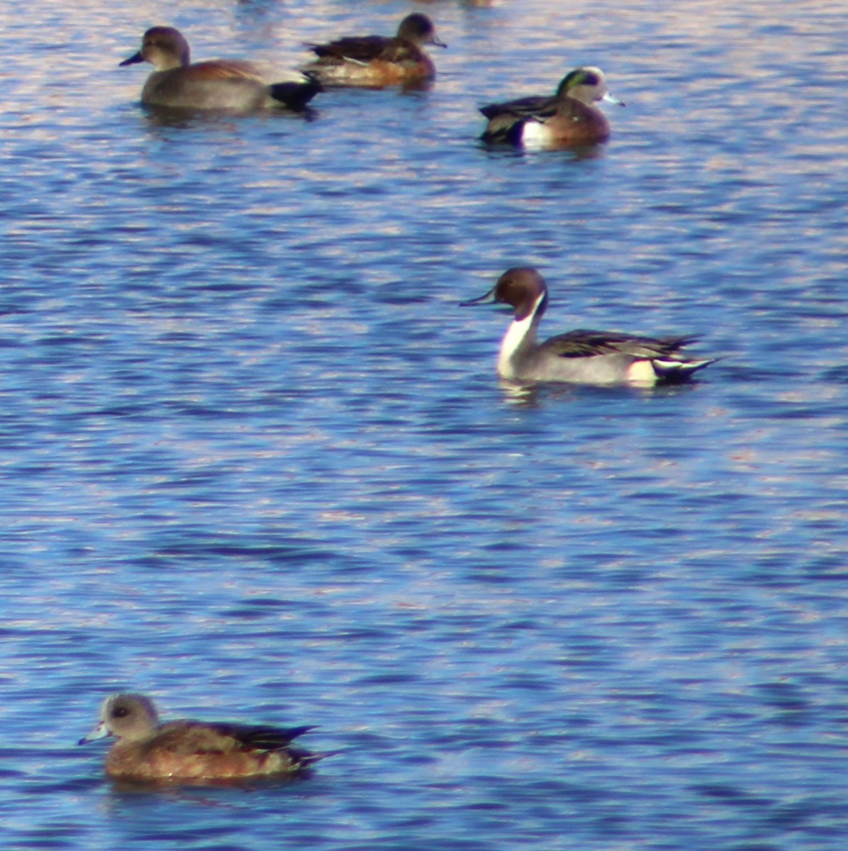 Northern Pintail - ML612099843