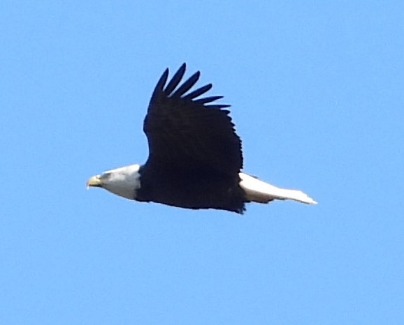 Bald Eagle - ML612099881