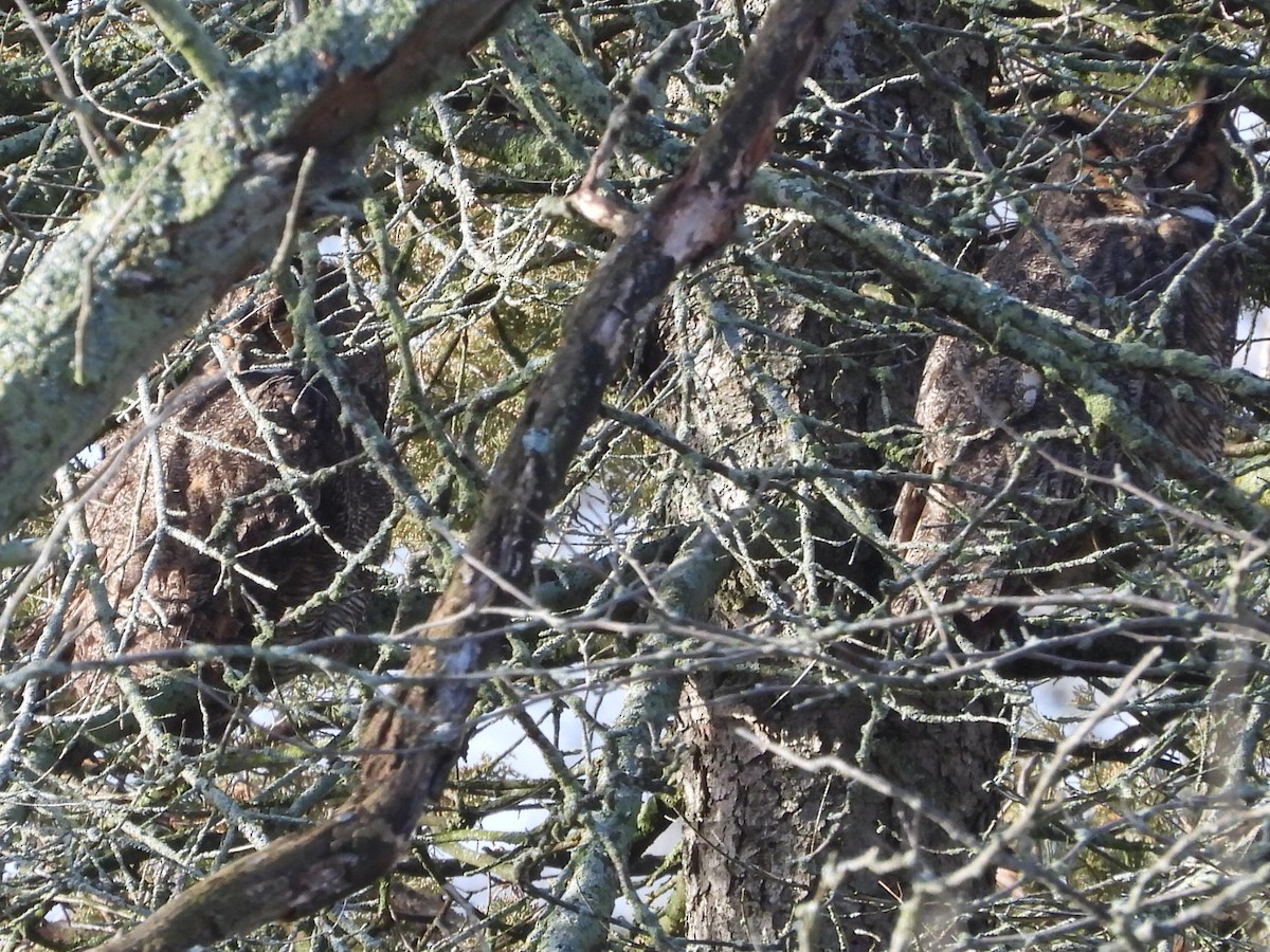 Great Horned Owl - ML612099922