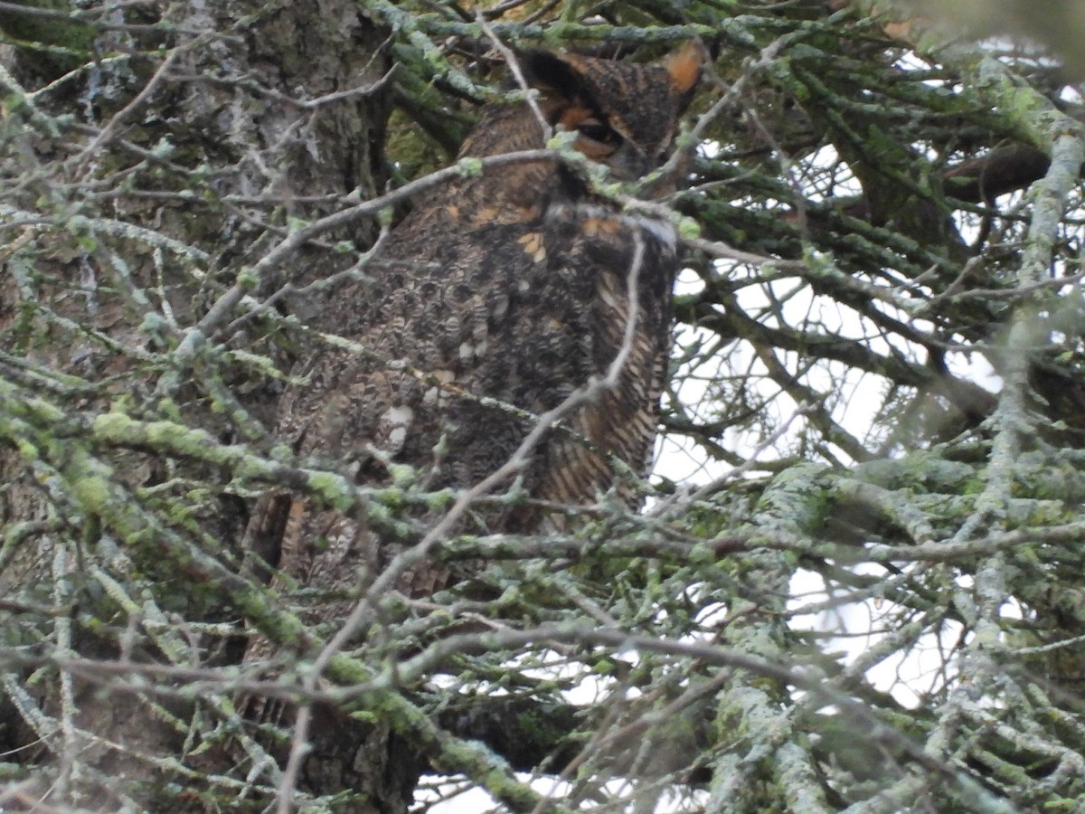 Great Horned Owl - ML612099923