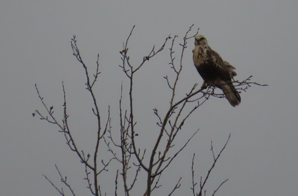 Rough-legged Hawk - ML612099979