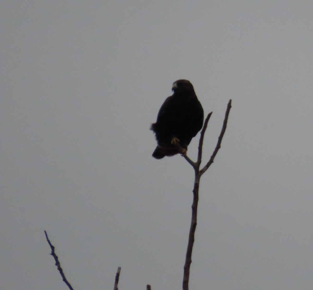 Rough-legged Hawk - ML612099980