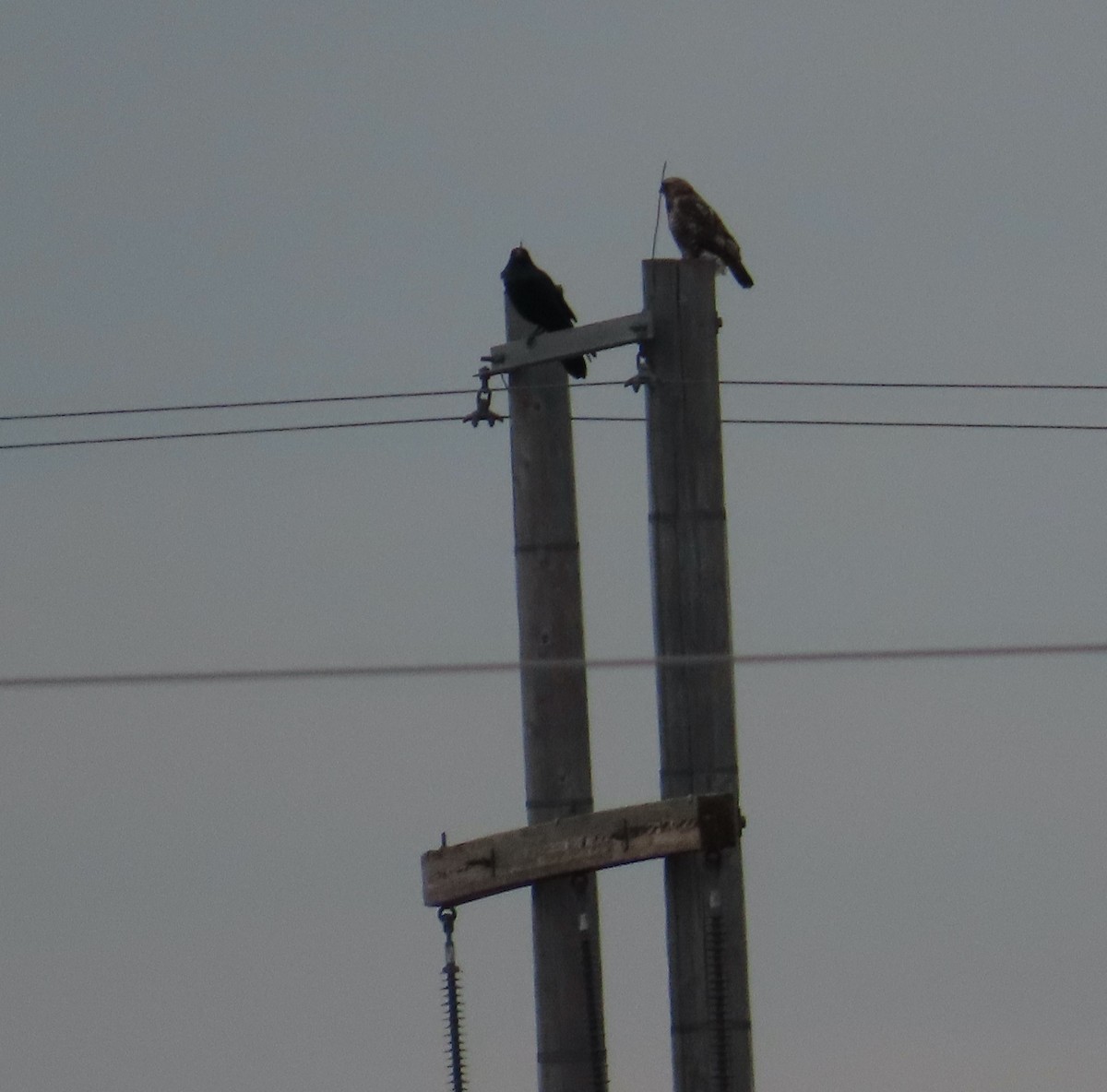 Common Raven - Sherry Gray