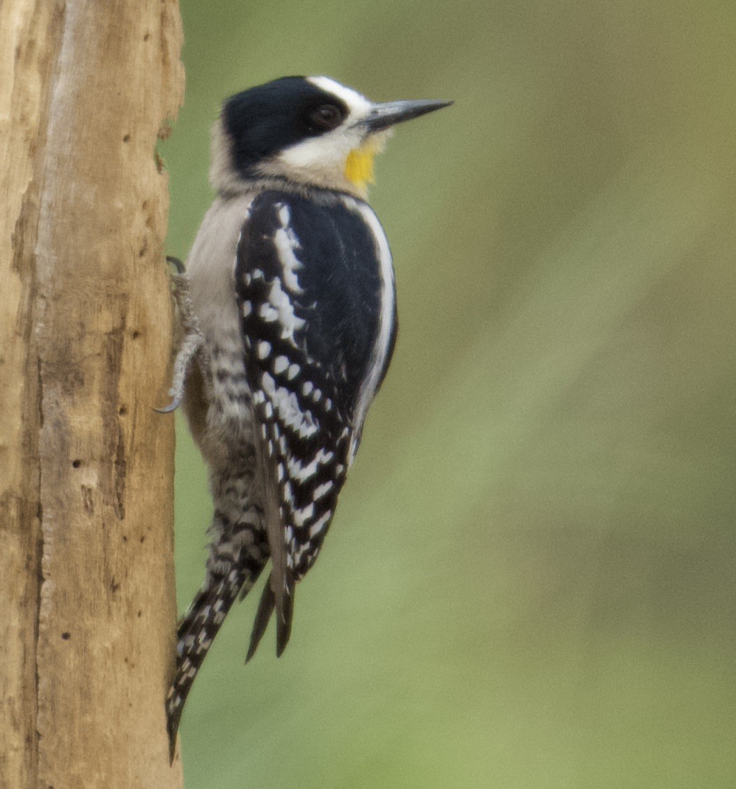 White-fronted Woodpecker - ML612100032