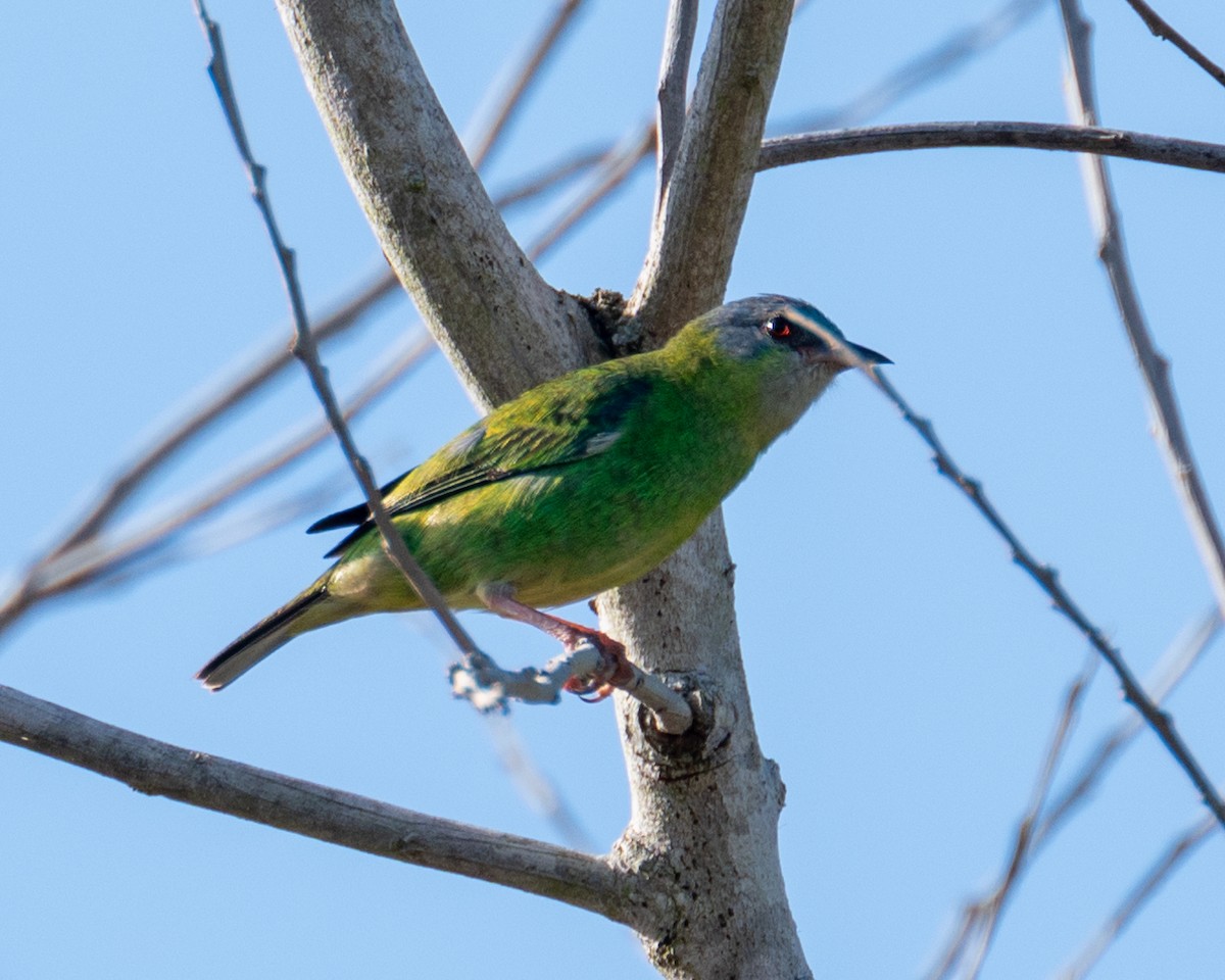 Blue Dacnis - ML612100043